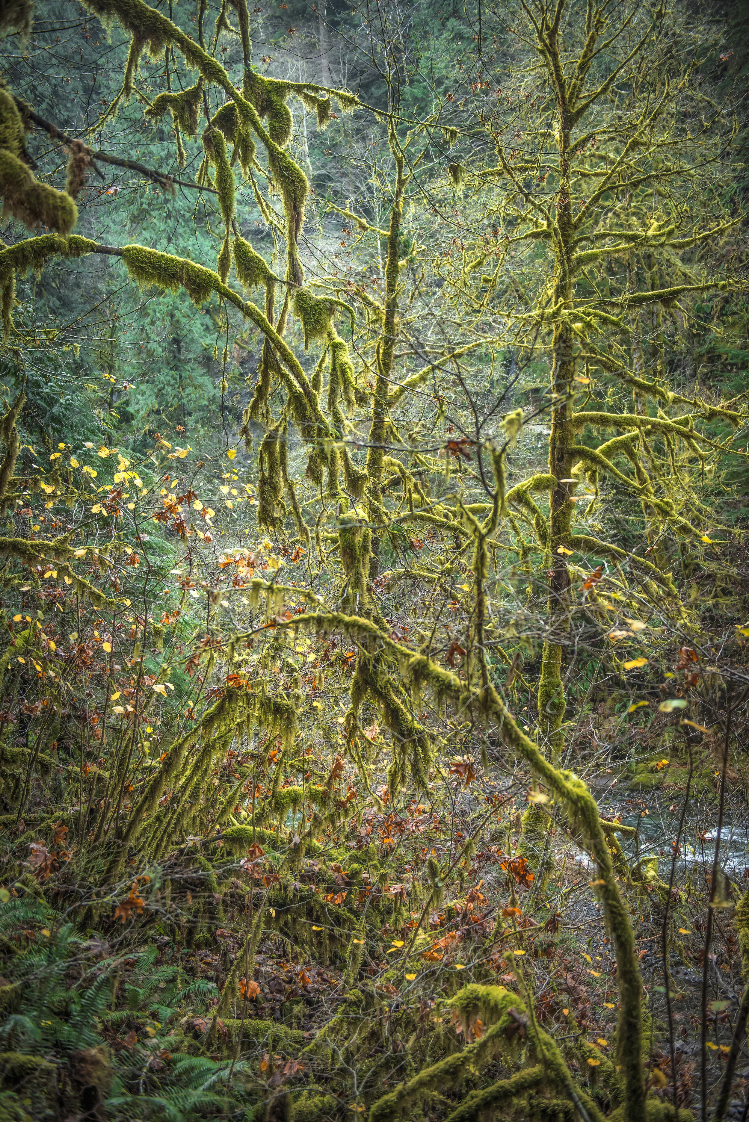 Faeries-1-3_W.jpg