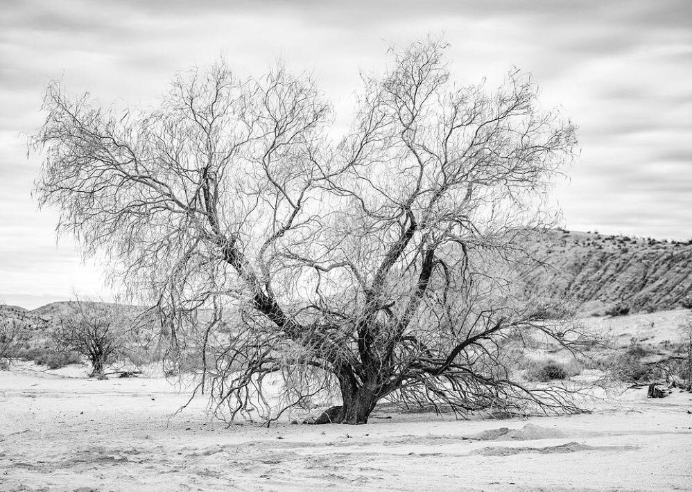 I have shared this tree once before. I love the poetry of her limbs and the resilience to grow in the desert. Often when faced with challenges, I think of this tree and how she is able to weather the battles of existence. She is strong and beautiful.