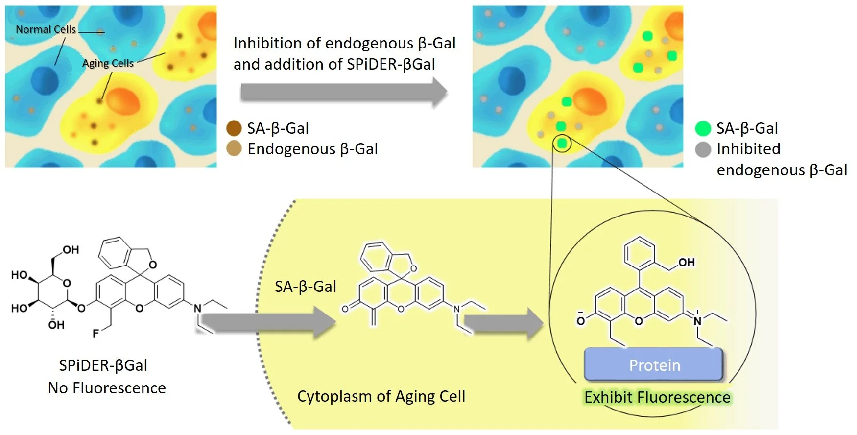 Beta-galactosidase as indicator of senescent and cancer cells 