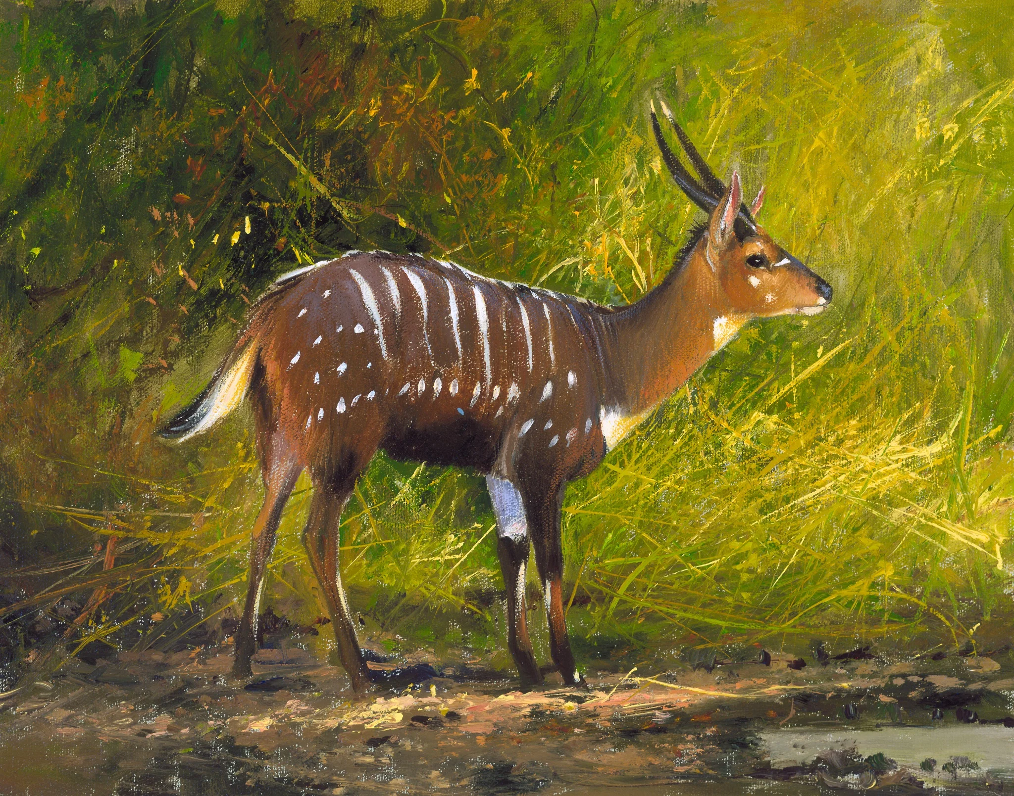 MBC 005 Chobe Bushbuck - Okavango.jpg