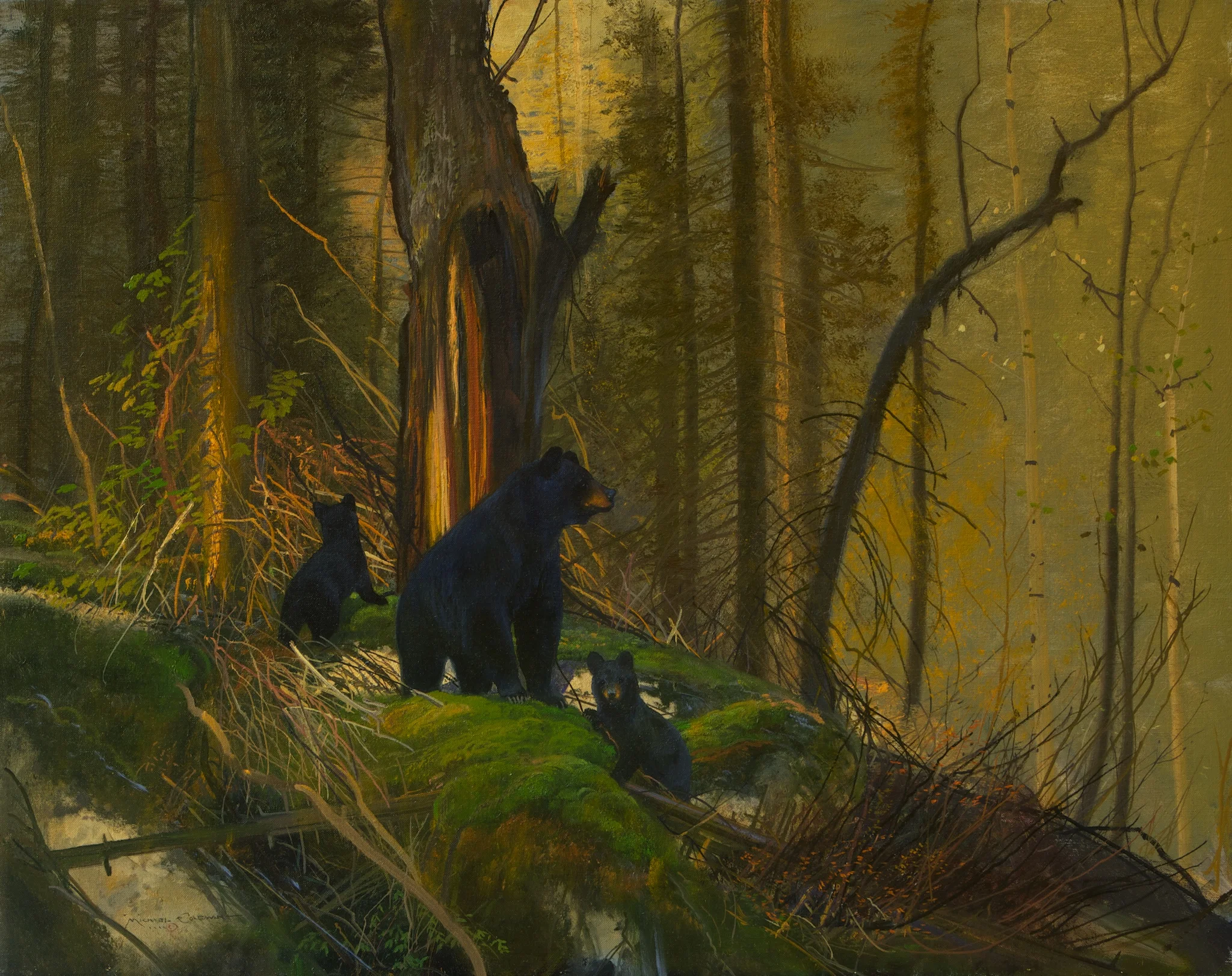 Black Bears on the South Fork