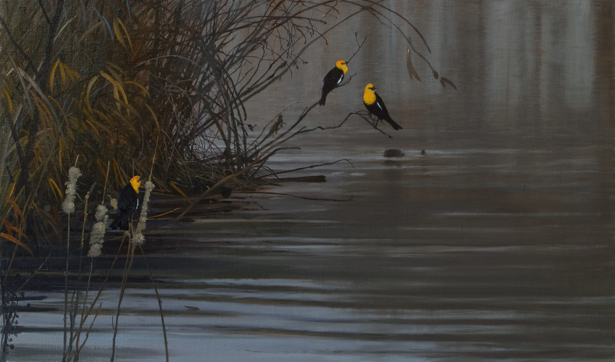 Yellow Headed Blackbirds by Michael Coleman