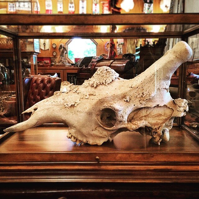 Giraffe #skull in #michaelcolemanart #studio #colemanart #colemanstudios #artofmanliness