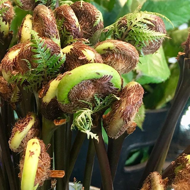 Fabulous Fiddlehead Ferns how we love you! #fourleafcloverstudio  #fourleafcloverstudioflowers
#japaneseflowers