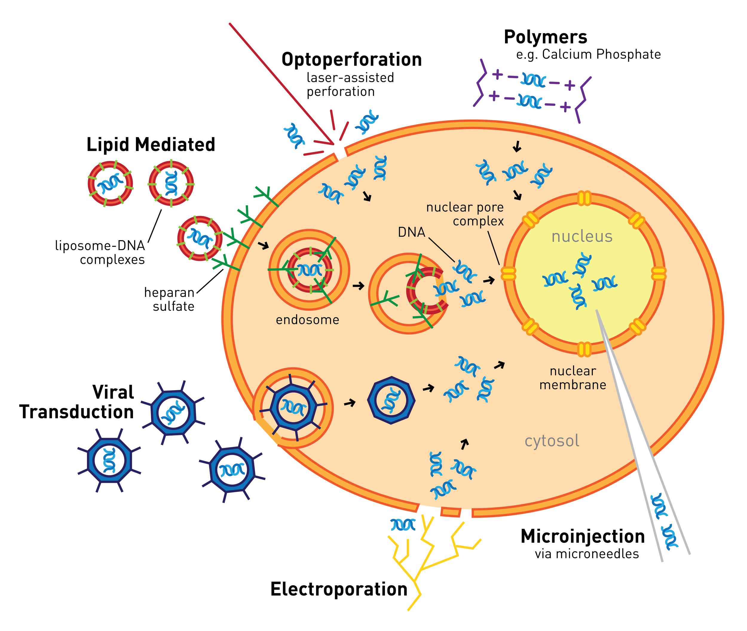 Summary of Transfection Techniques