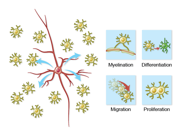 Illustration for Arlotta Lab