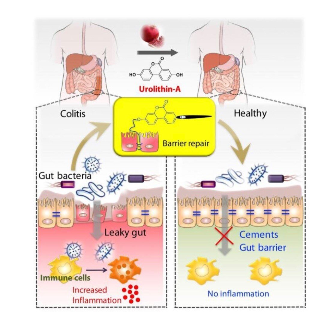 One of the newer longevity supplements to hit the scene is Urolithin A. This molecule is certainly turning some heads in the #longevity &amp; #wellness #biohacking community, owing to an unusually wide array of purported benefits!
.
Perhaps the most 