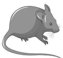 Most NMN research has been performed in rodents, what will this mean for humans? Image credit