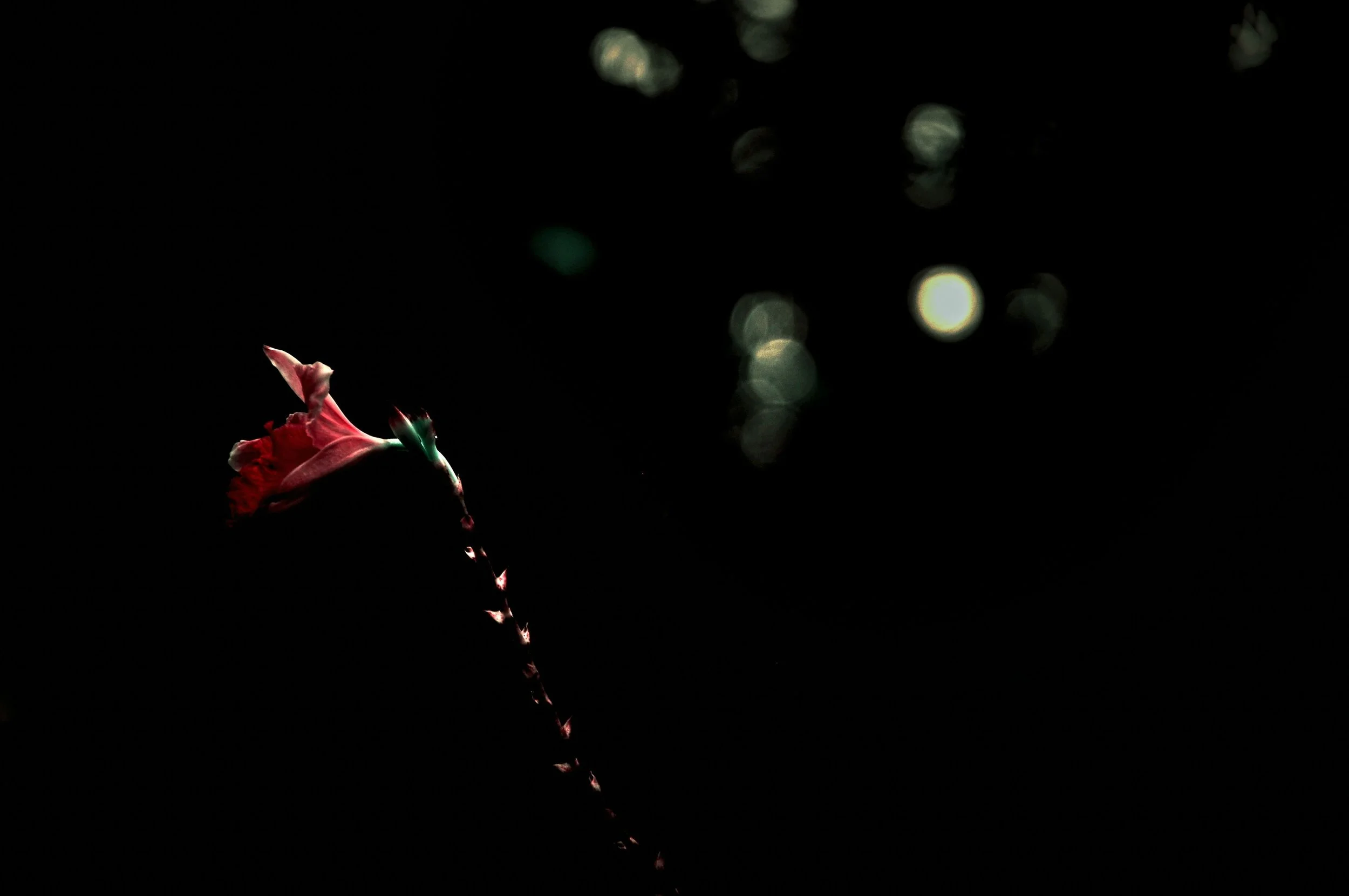 A Lullaby (Part of Dusk Series), digital photography, 59.4 cm x 84.1 cm, 2015.