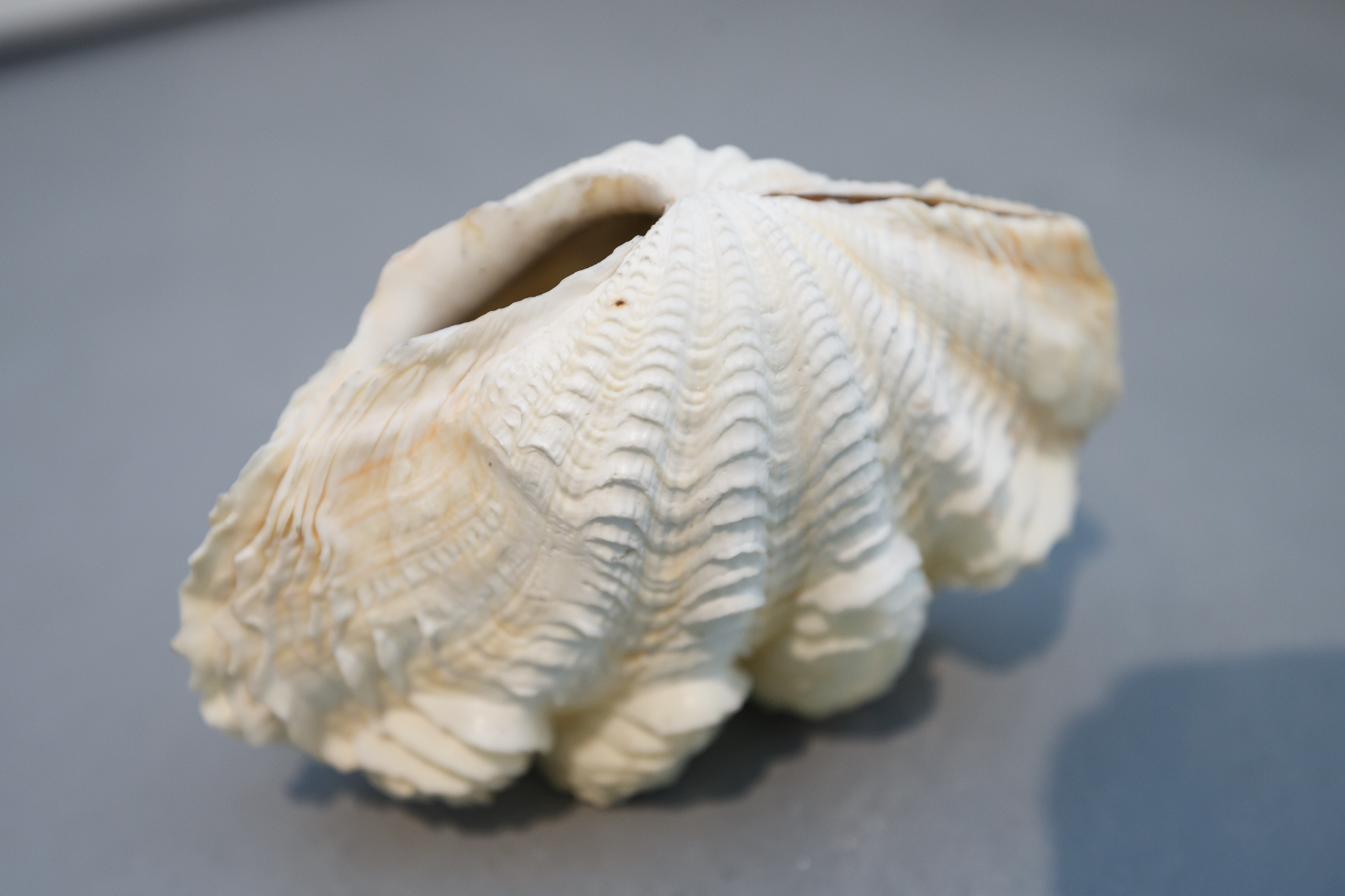 Daniel Chong, Lonely spaces, 2018, Seashell and ash, 9 x 20 x 13 cm