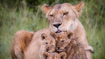 Maasai Mara, Entim Camp - Last 6 days