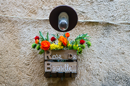 Rose de Bagatelle