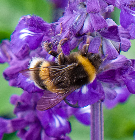 Bees & Flowers, Gustav Vigeland Park