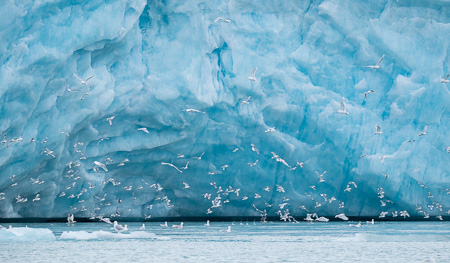 Seagulls and glacier