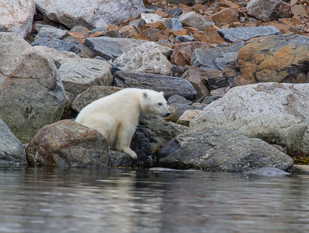 Cub