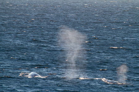 Blue whales