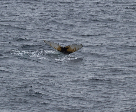 Humpback's flukes
