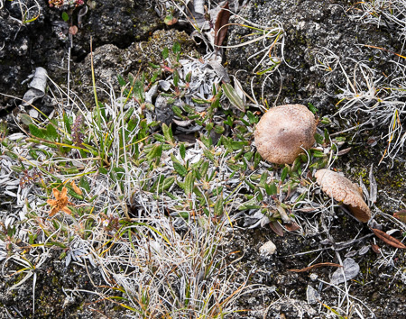 Mushrooms and tundra flowers