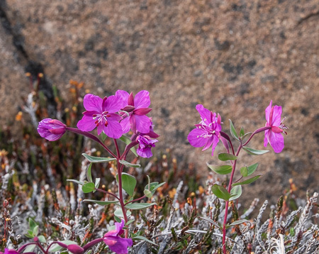Tundra flowers