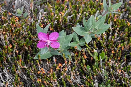 Greenland and at sea 15/08/14