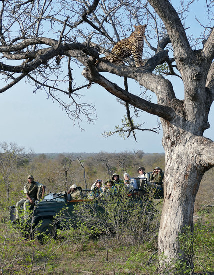 A safari group watching a leopard at a game reserve near Kruger National Park in South Africa. Credit Helen Macdonald