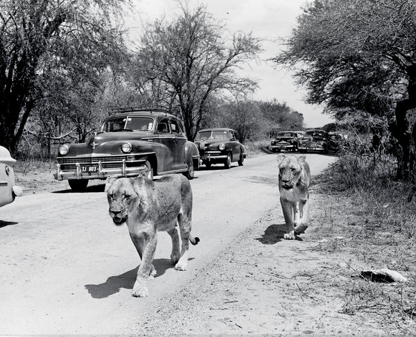 Lions in Kruger National Park, about 1950. Credit Hamilton Wright/Hulton Archive/Getty Images