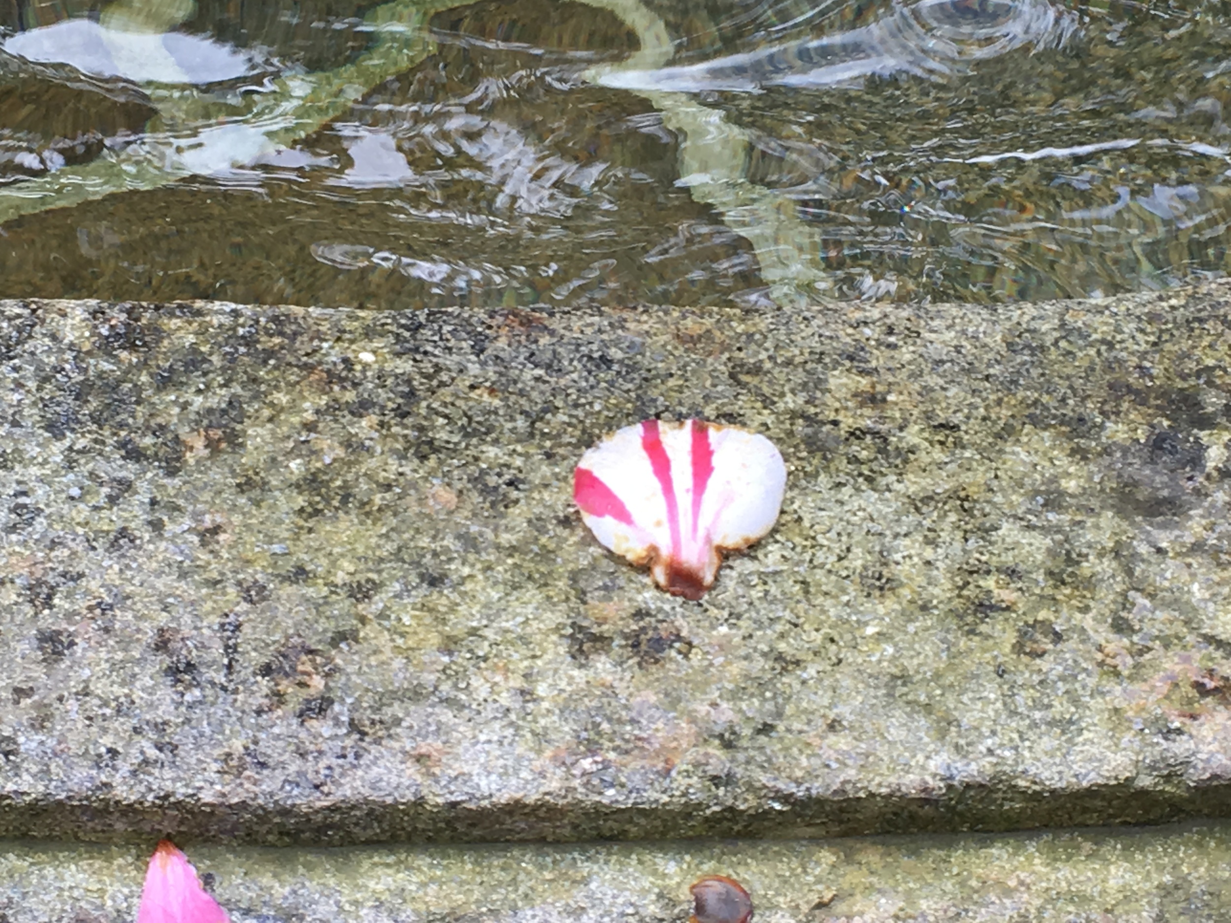 Scallop shaped petal. Fountain of the Compostela office.