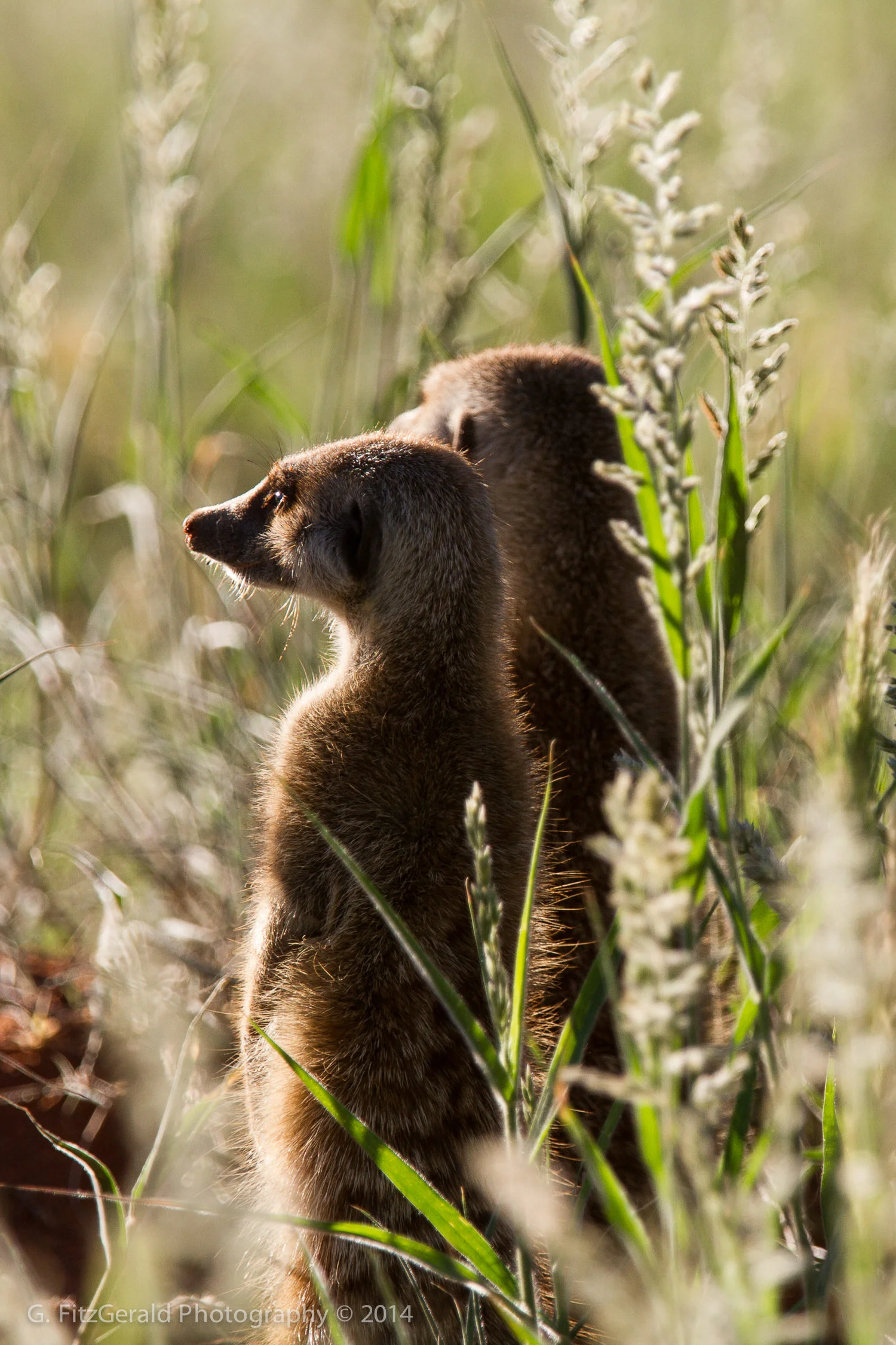 1500px Wildlife-4.jpg