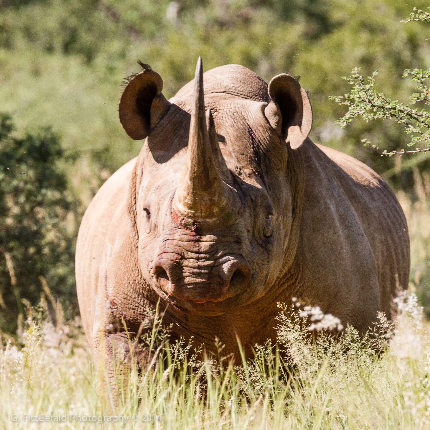 1500px Wildlife-3.jpg