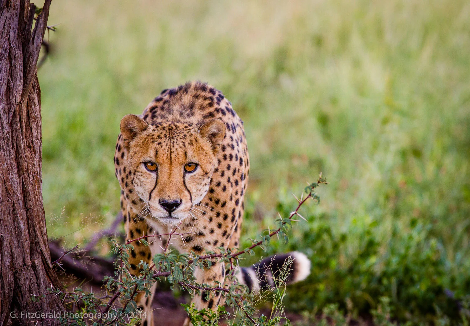 1500px Wildlife-6.jpg
