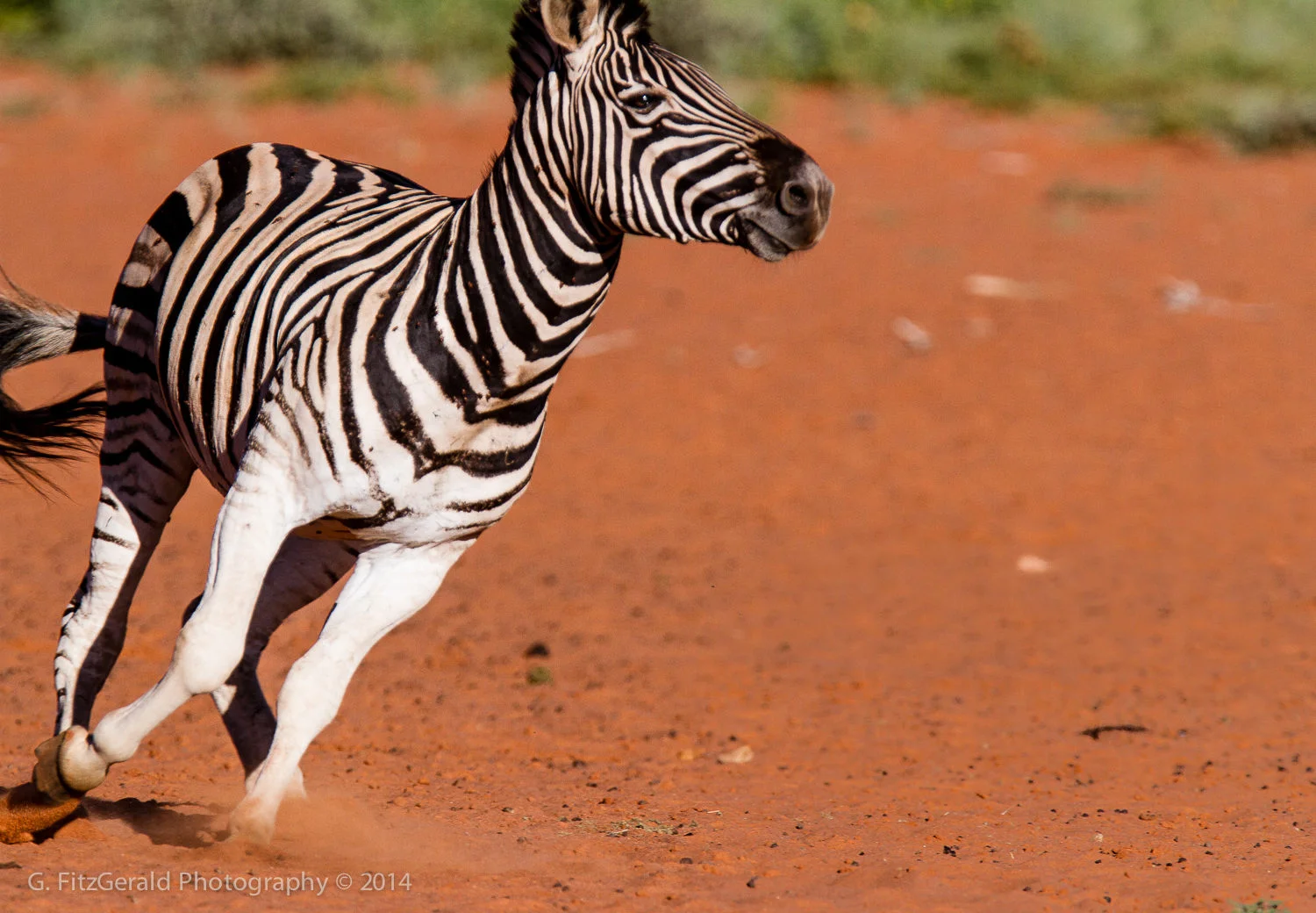 1500px Wildlife-5.jpg