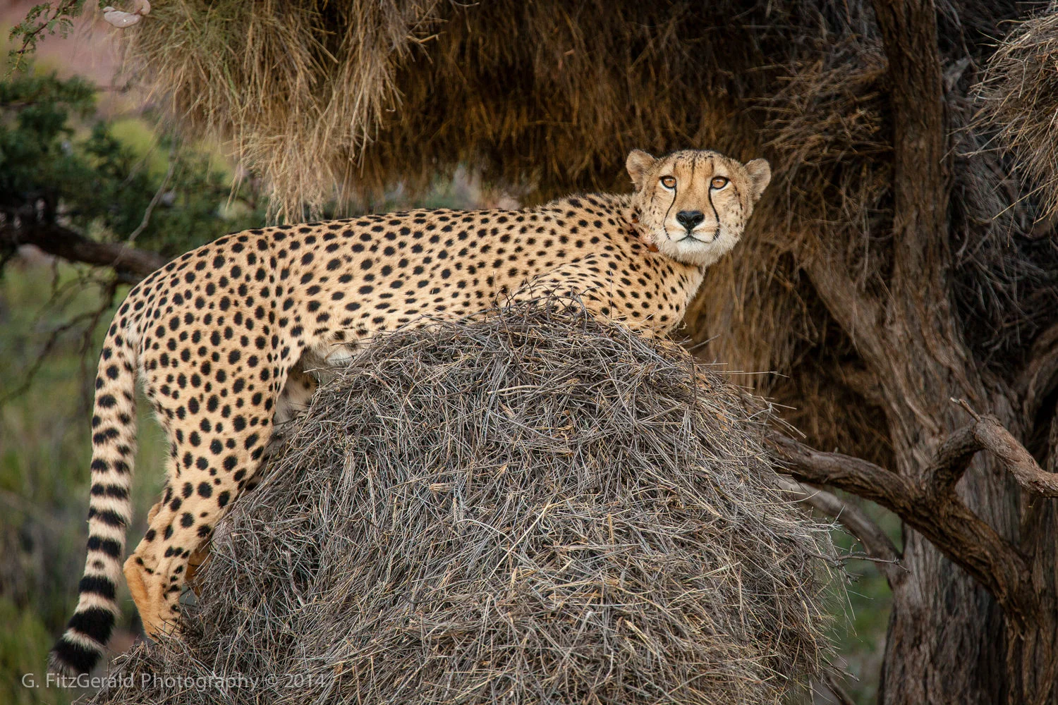 1500px Wildlife-9.jpg