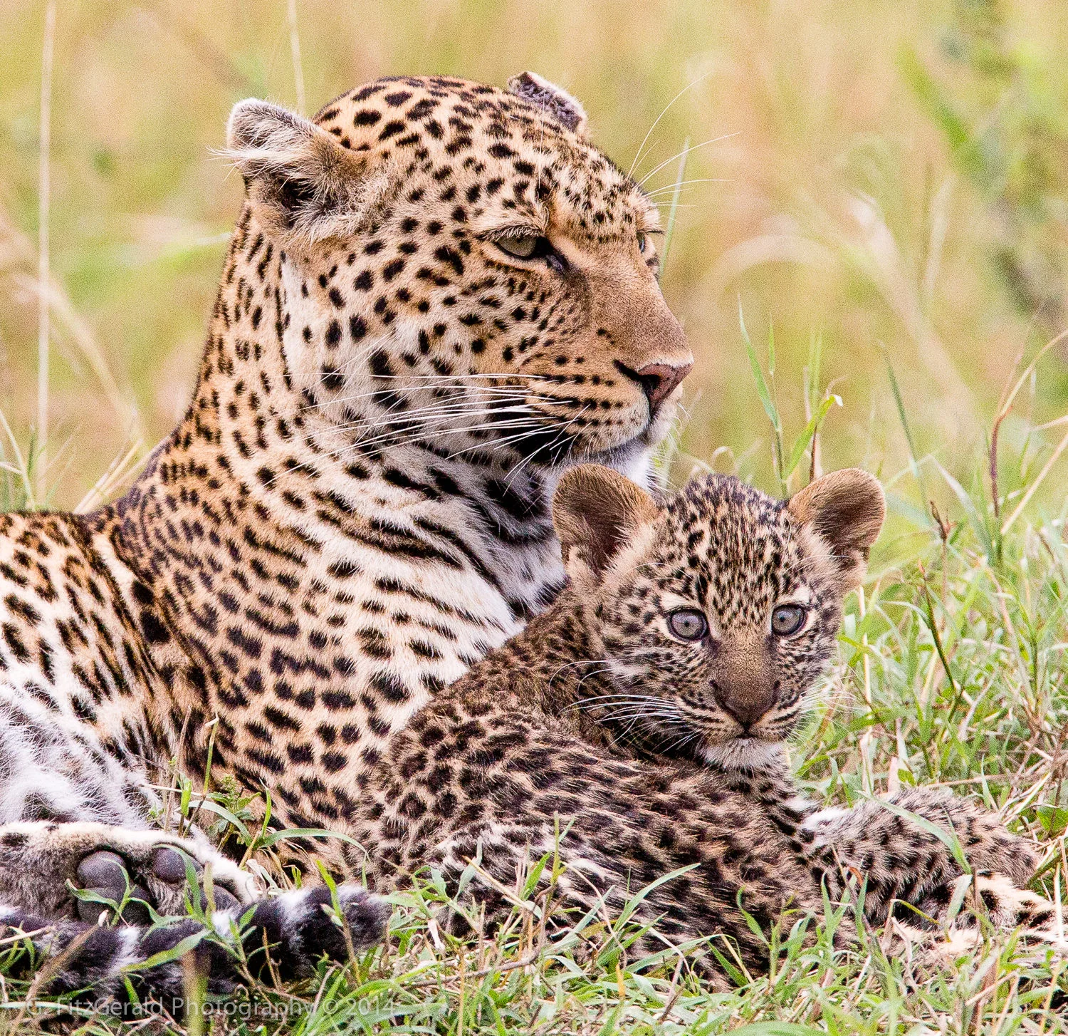 1500px Wildlife-12.jpg
