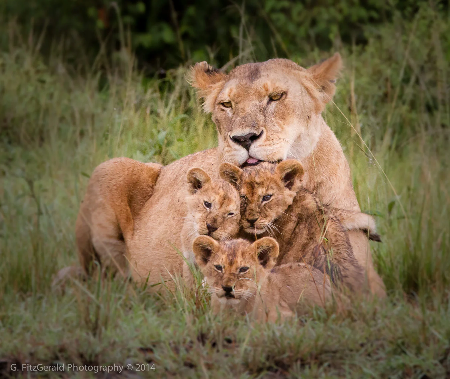 1500px Wildlife-15.jpg