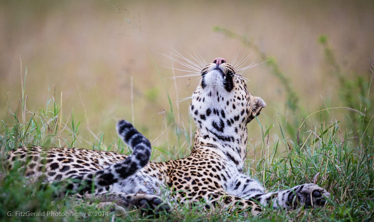 1500px Wildlife-13.jpg