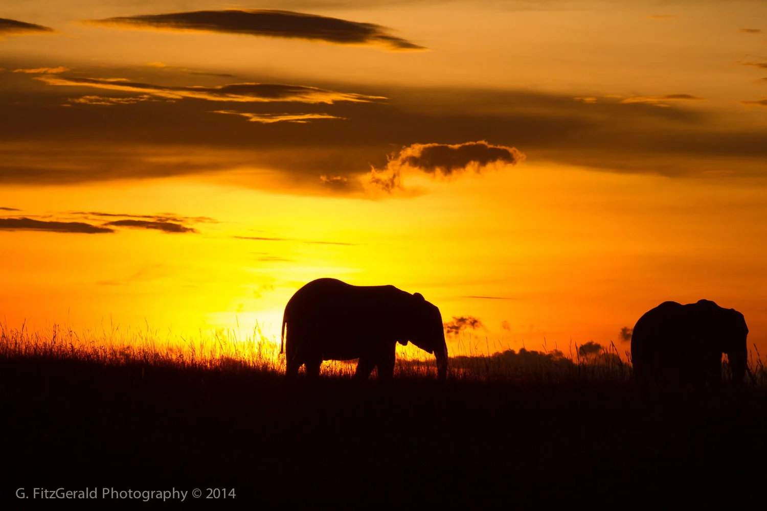 1500px Wildlife-16.jpg