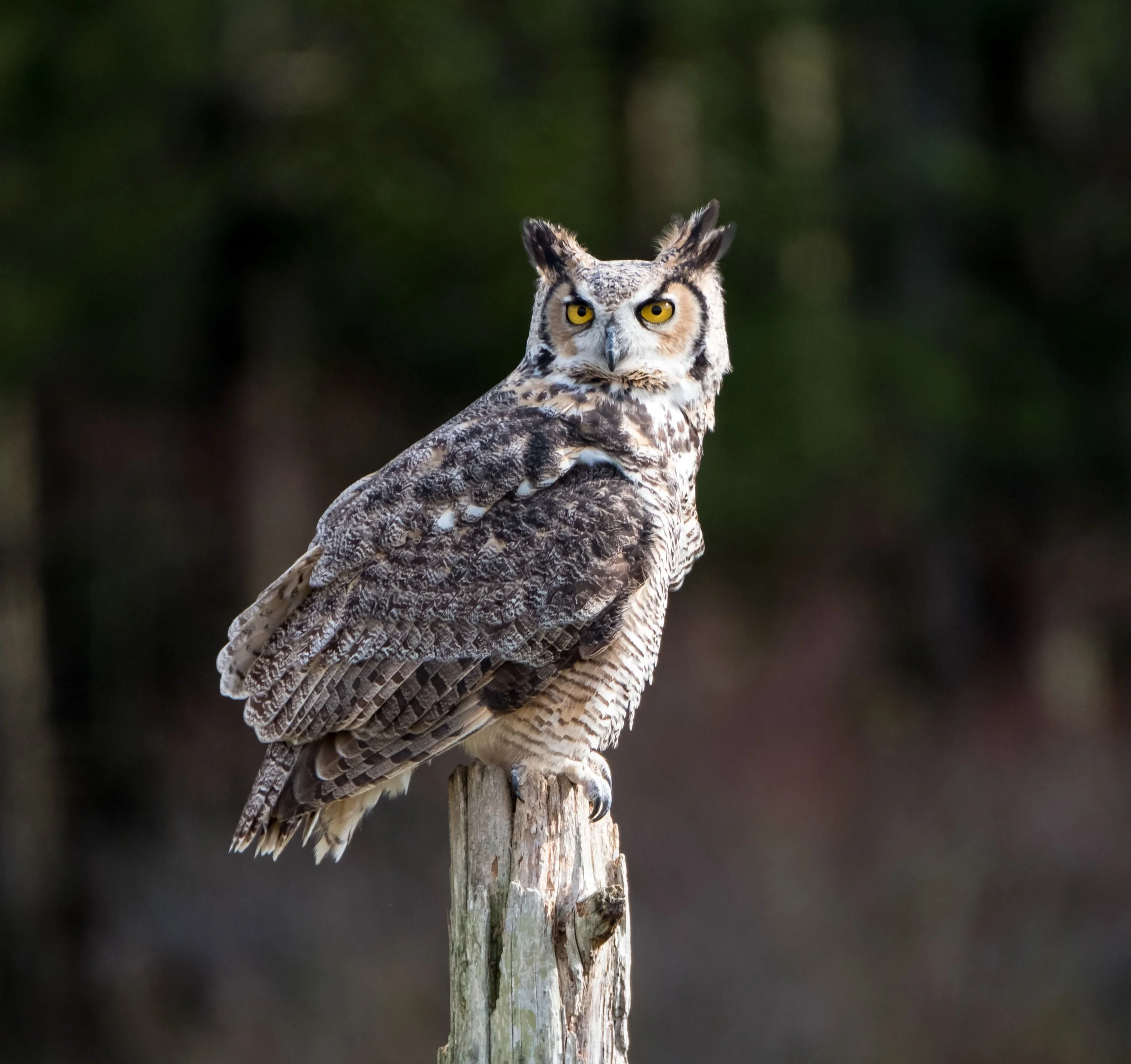 SSWildlife-17.jpg