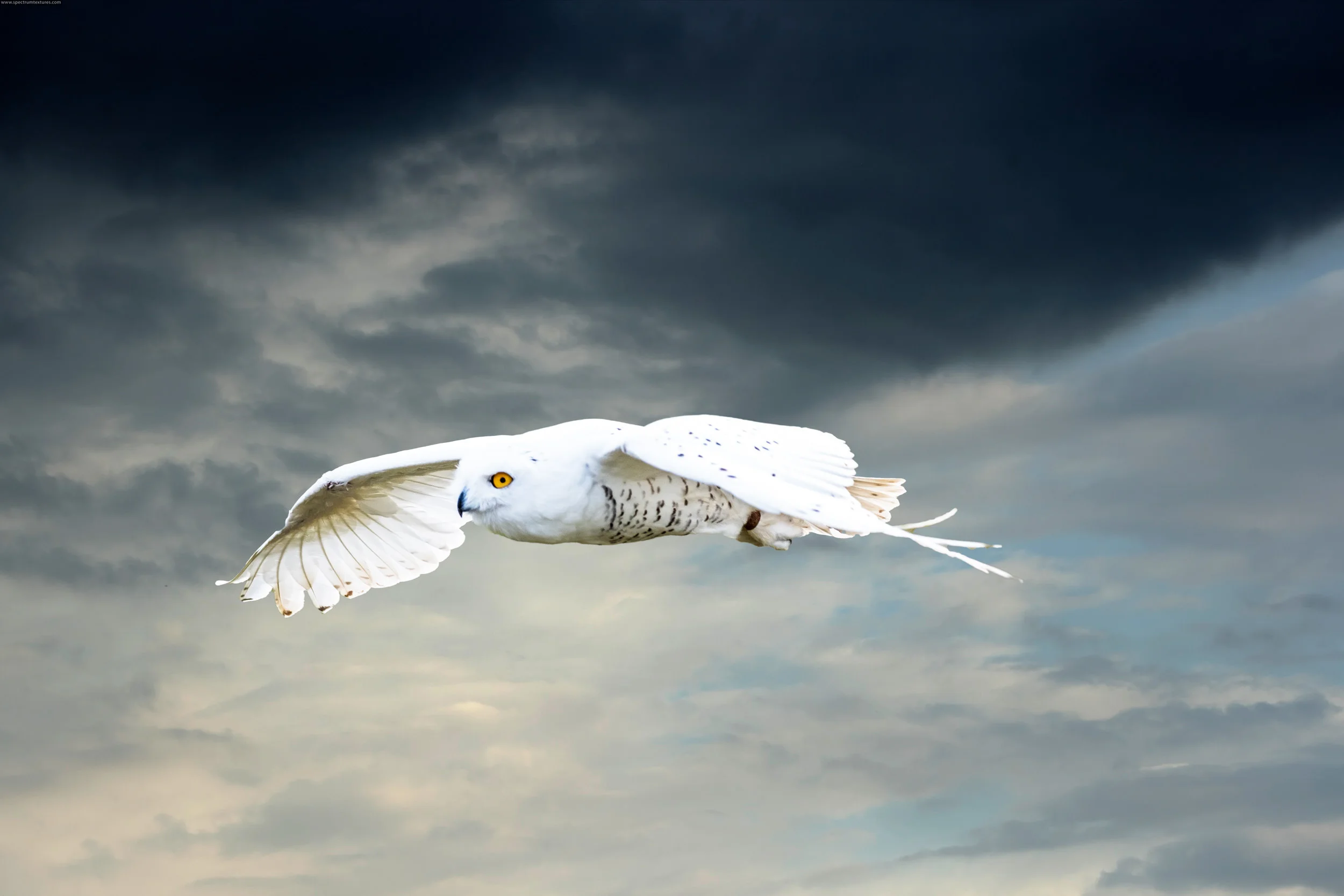SSWildlife-19.jpg