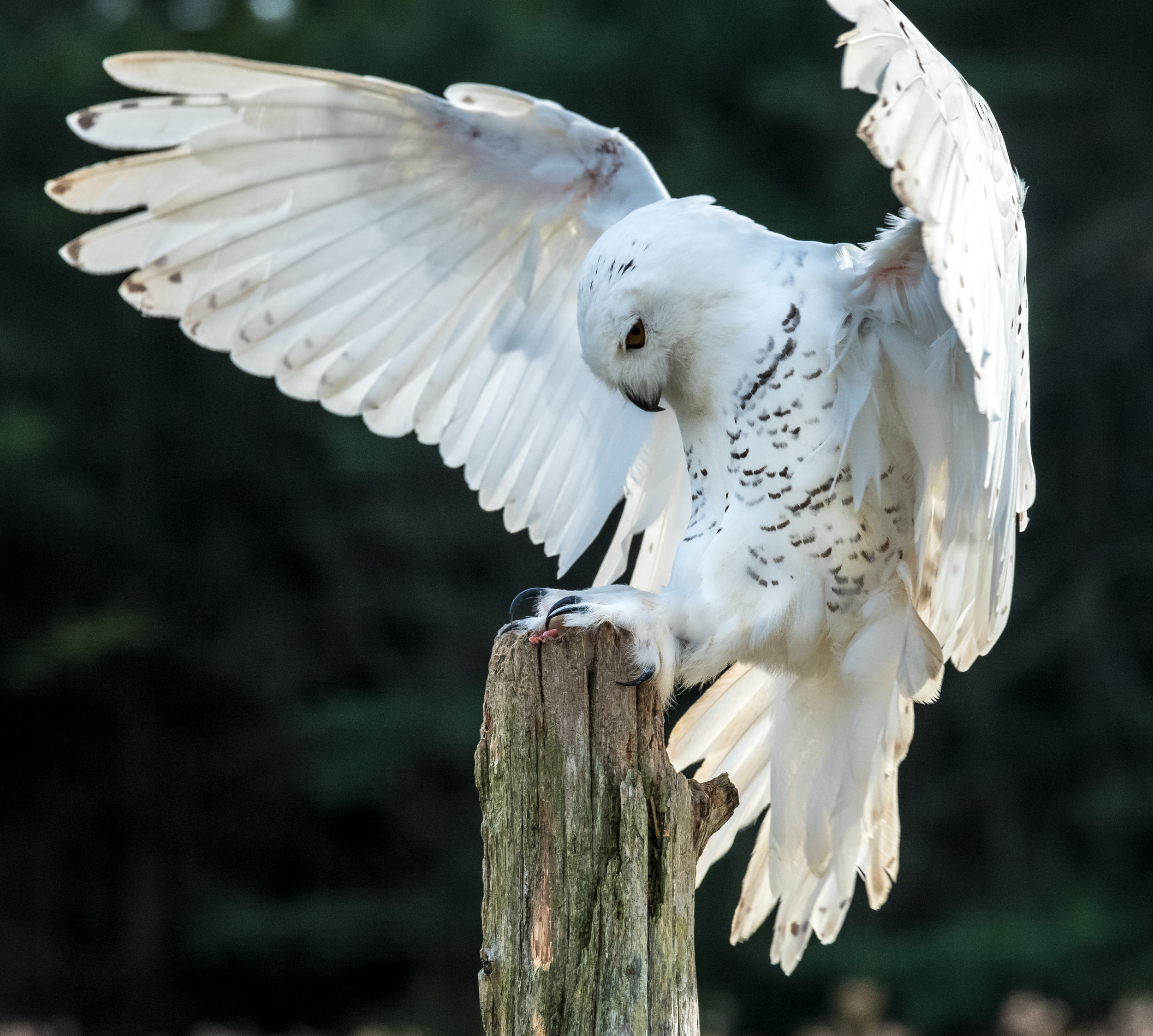 SSWildlife-20.jpg