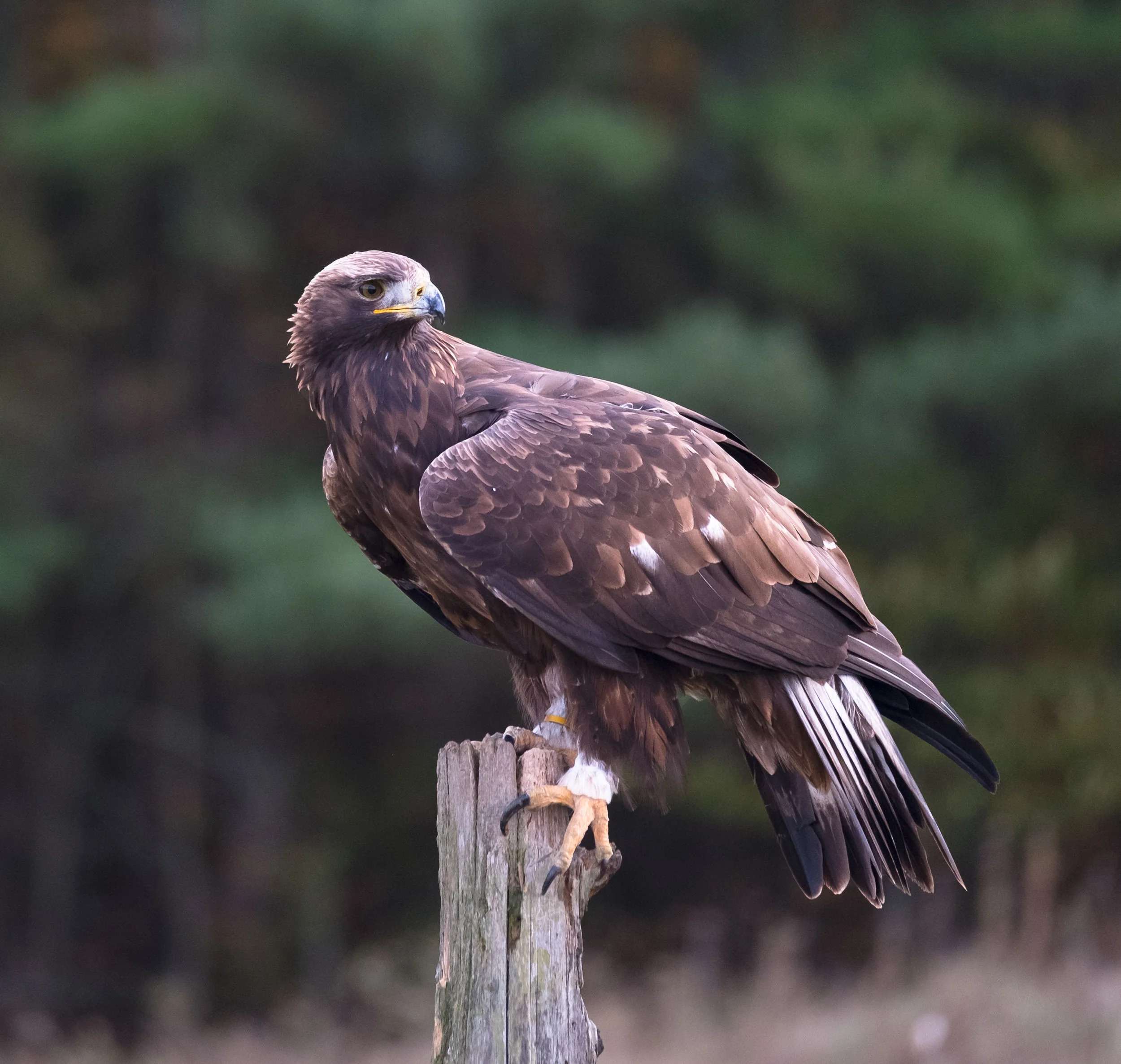 SSWildlife-18.jpg