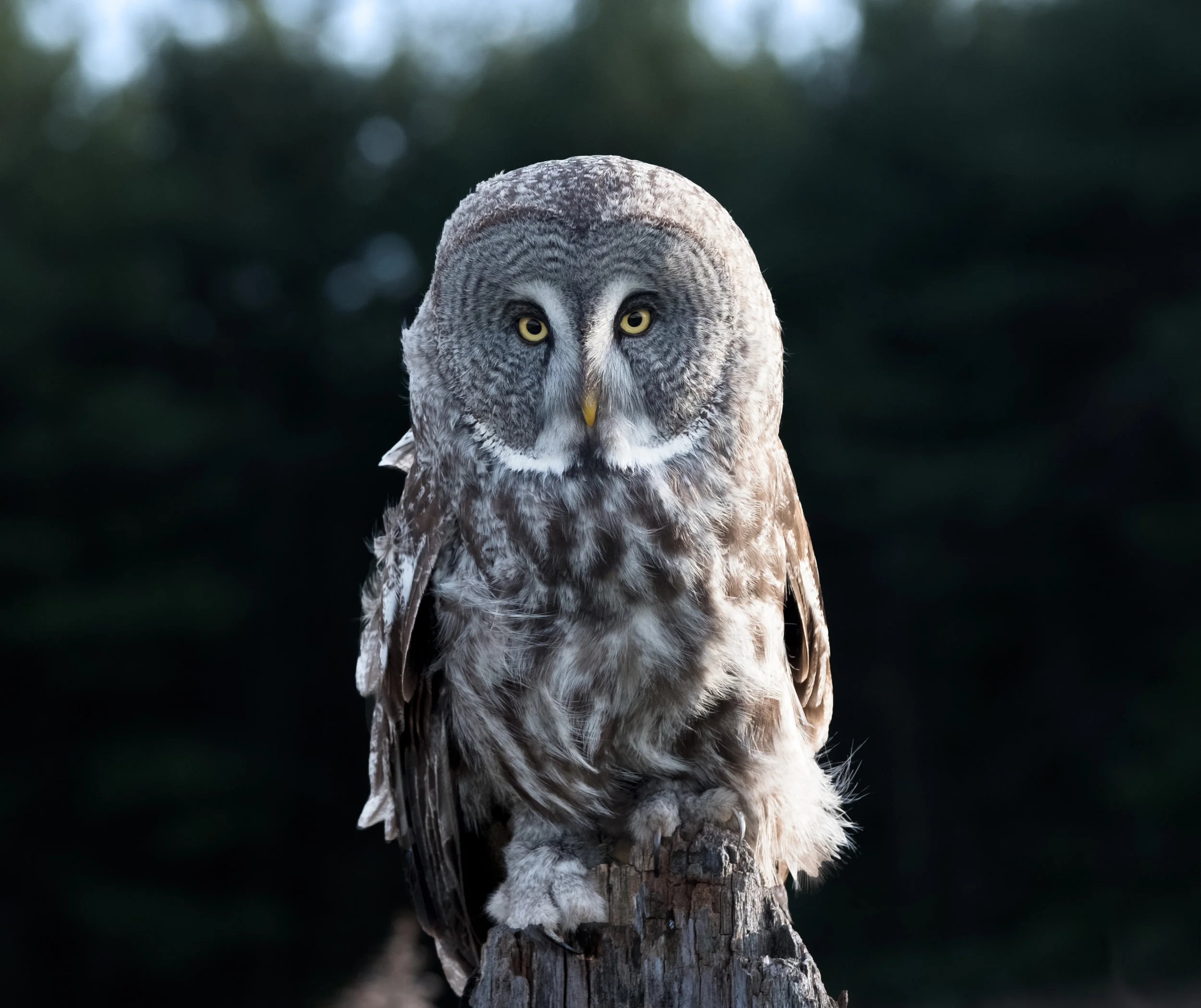 SSWildlife-21.jpg