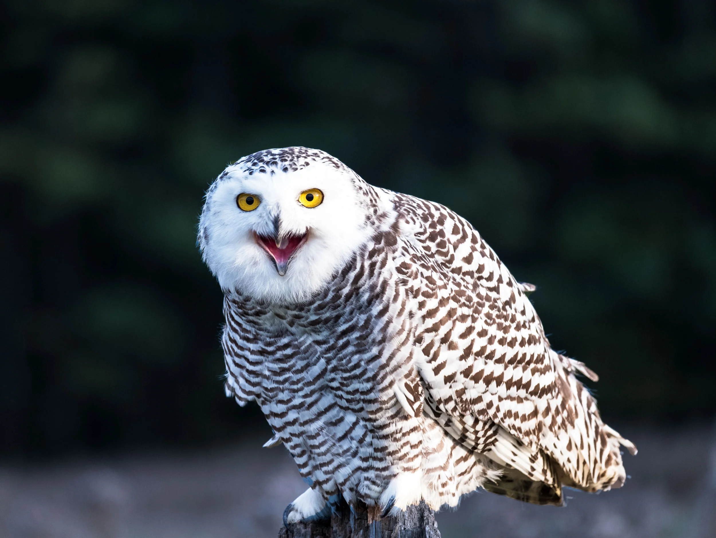 SSWildlife-23.jpg