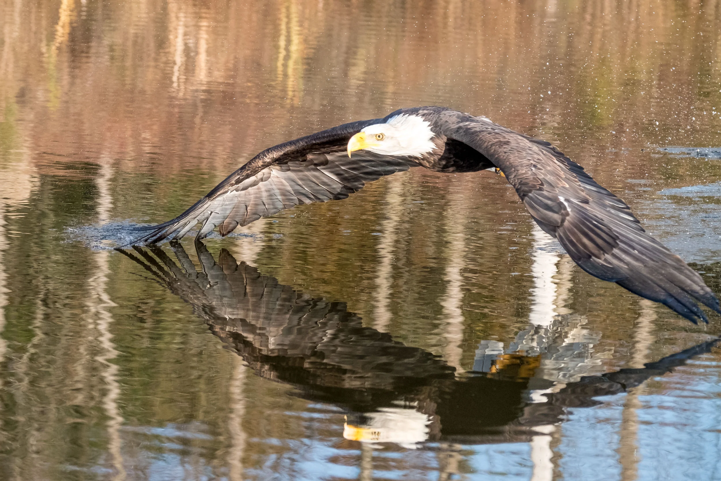 SSWildlife-22.jpg