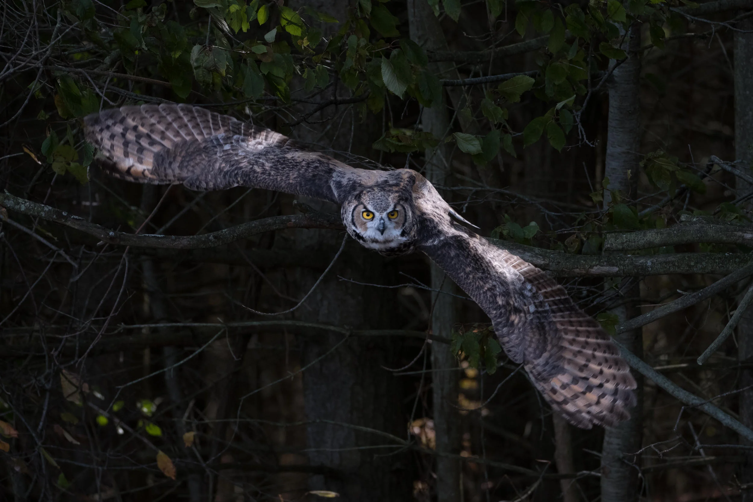 SSWildlife-24.jpg