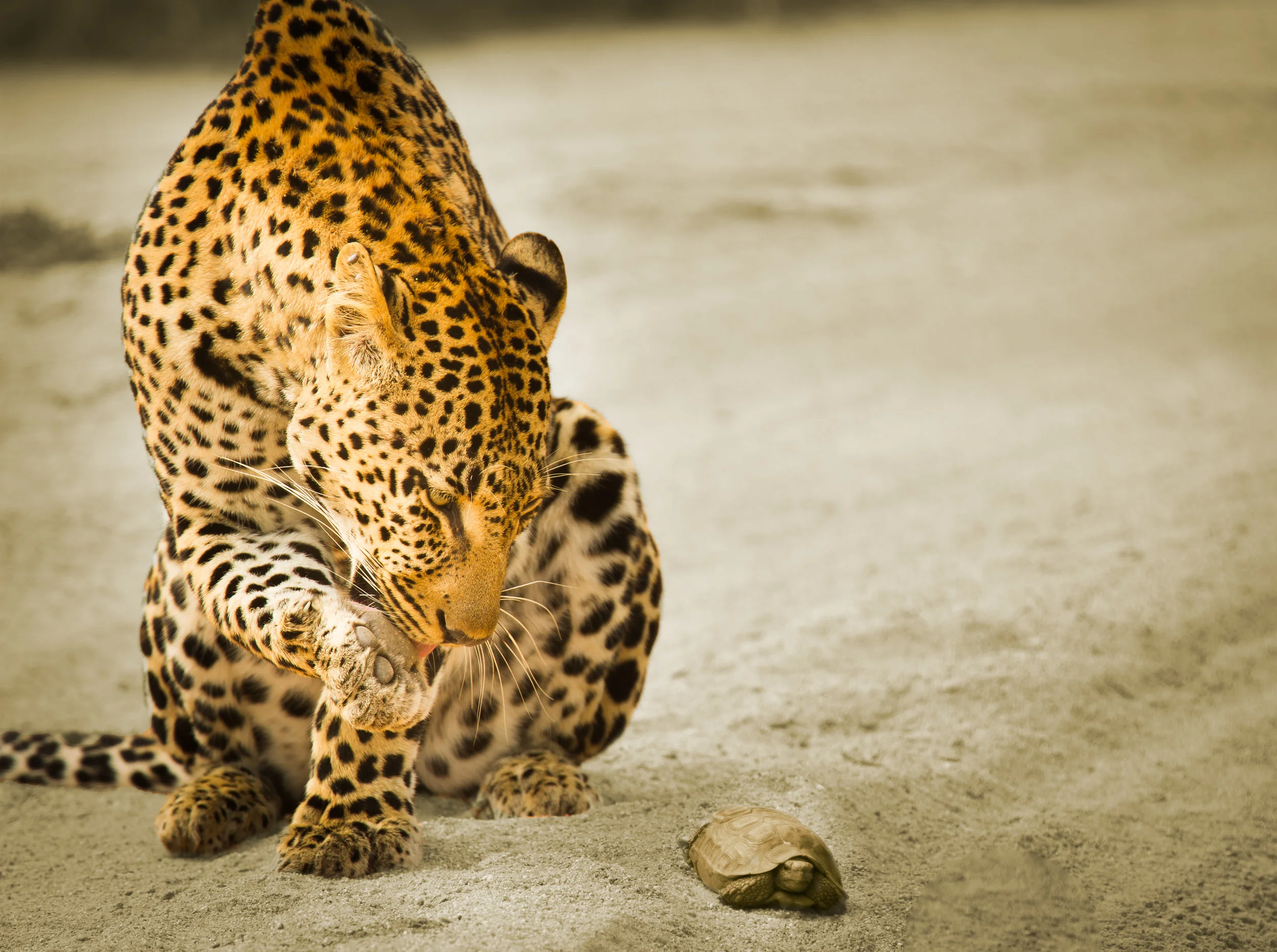 SSWildlife-25.jpg