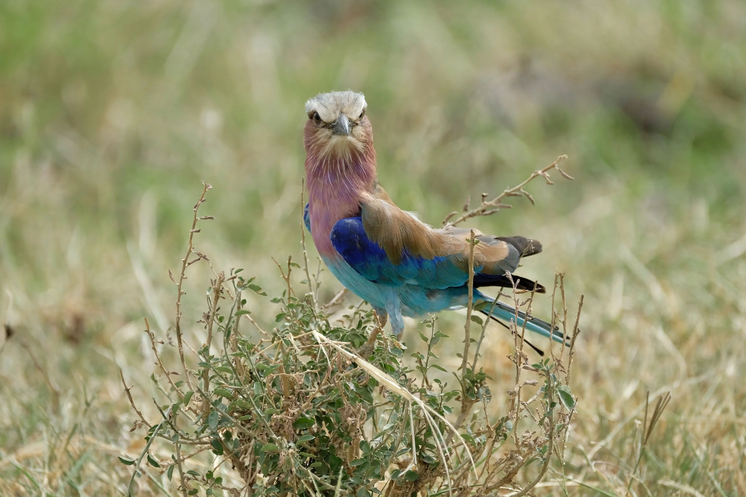 Lilac Breasted Roller