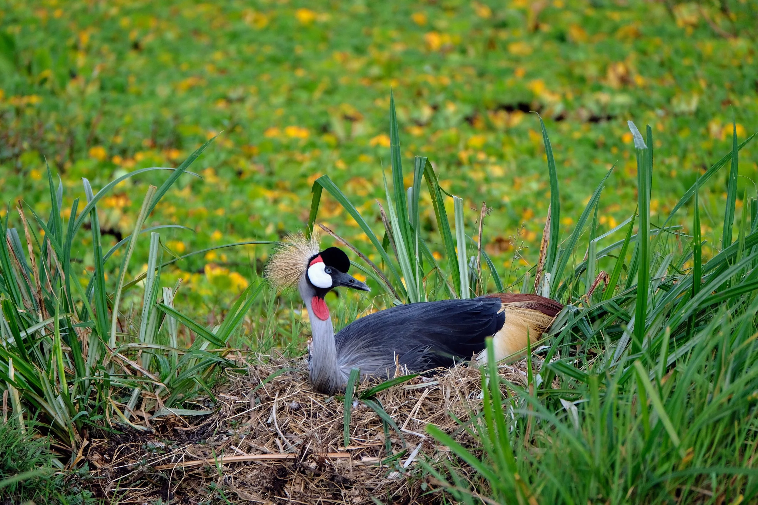 Crowned Crane on her nest