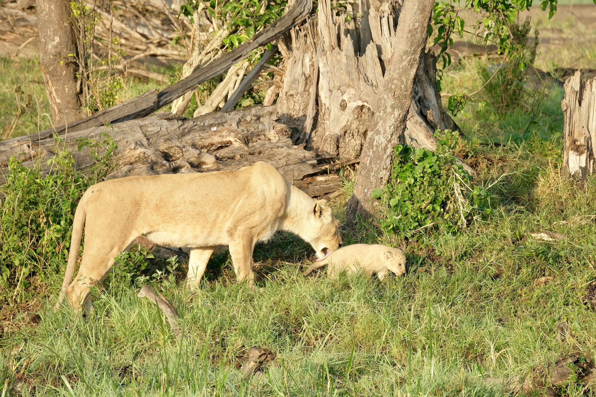 Kenya 26/02/2018