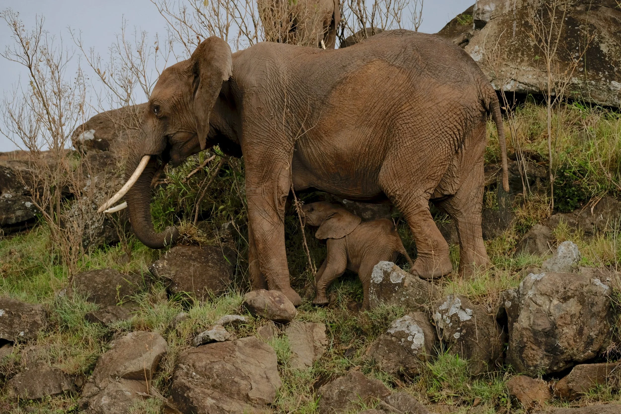 Elephants climbing the side of Leopard Gorge