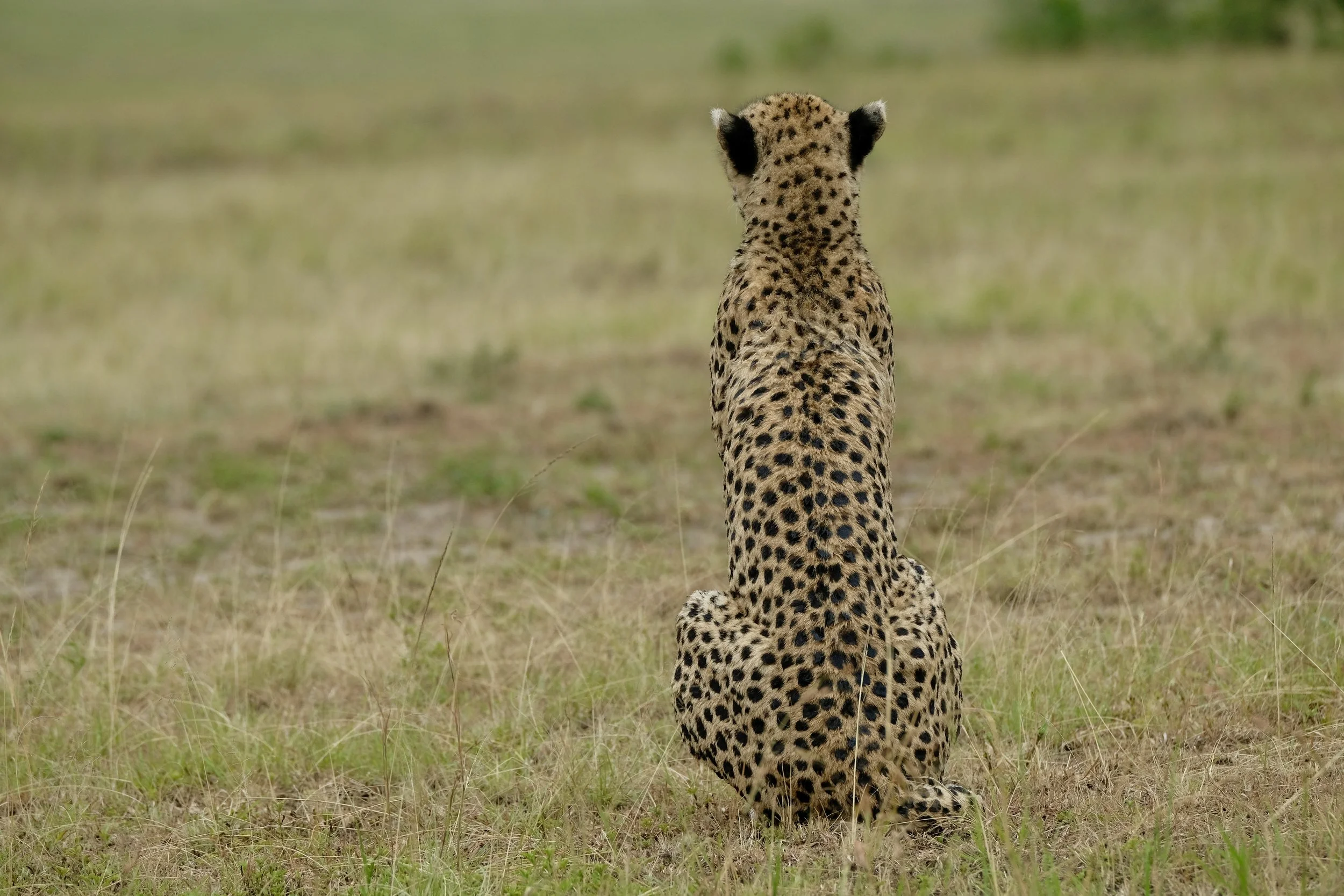 Malika having crossed the river, sits with her back to her boys